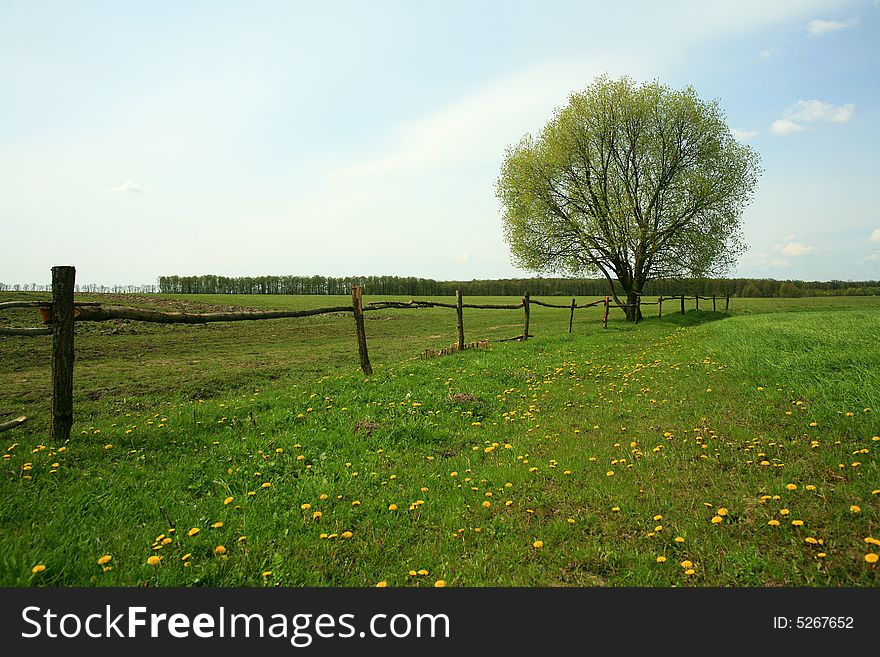 Lonely tree