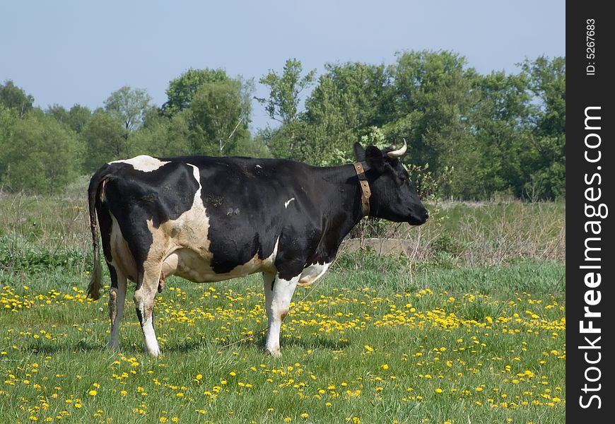 The cow on a summer meadow
