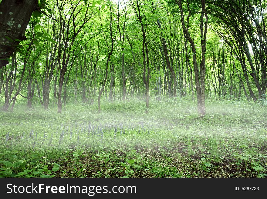 Mist In Green Forest