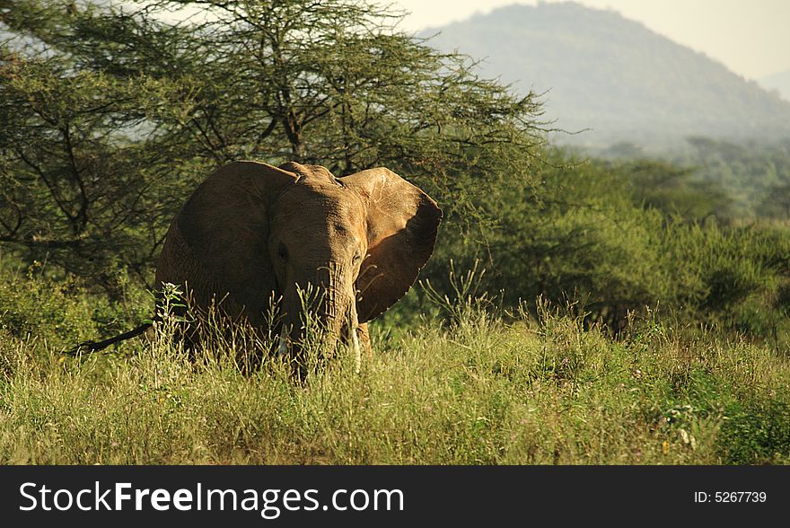 Elephant In The Grass