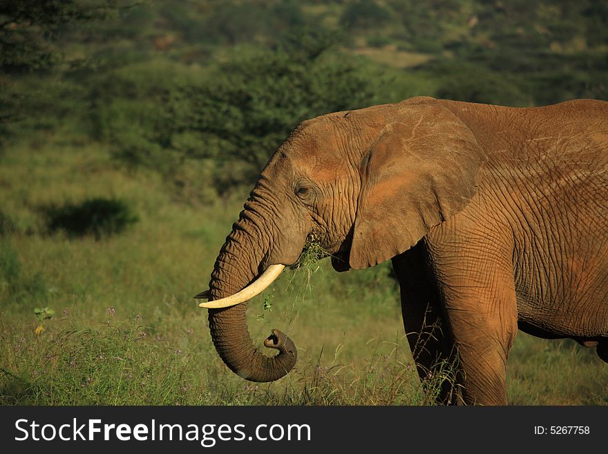 African elephant eating grass in Kenya