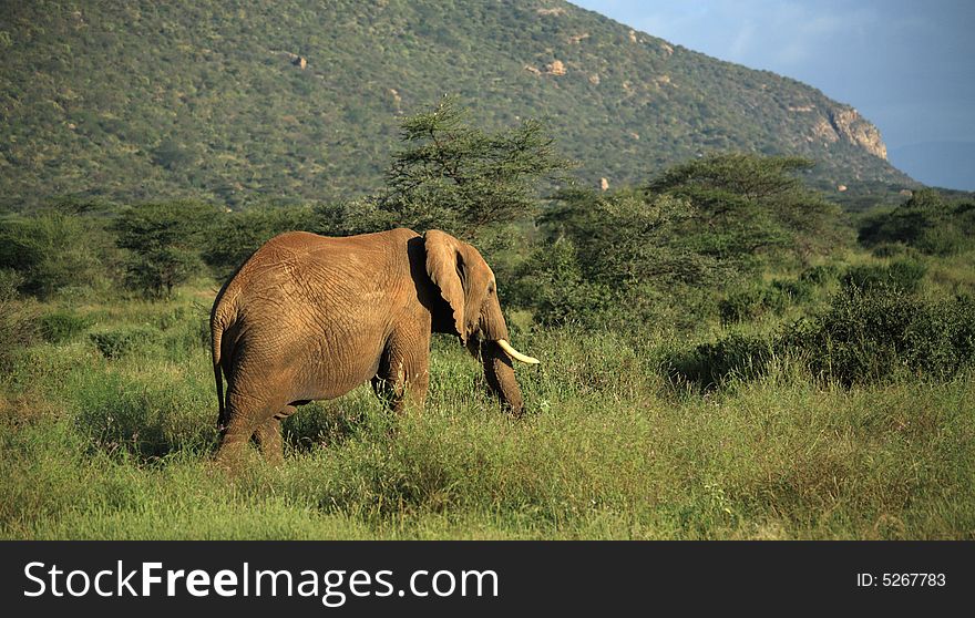 Elephant walking through the grass in Kenya Africa