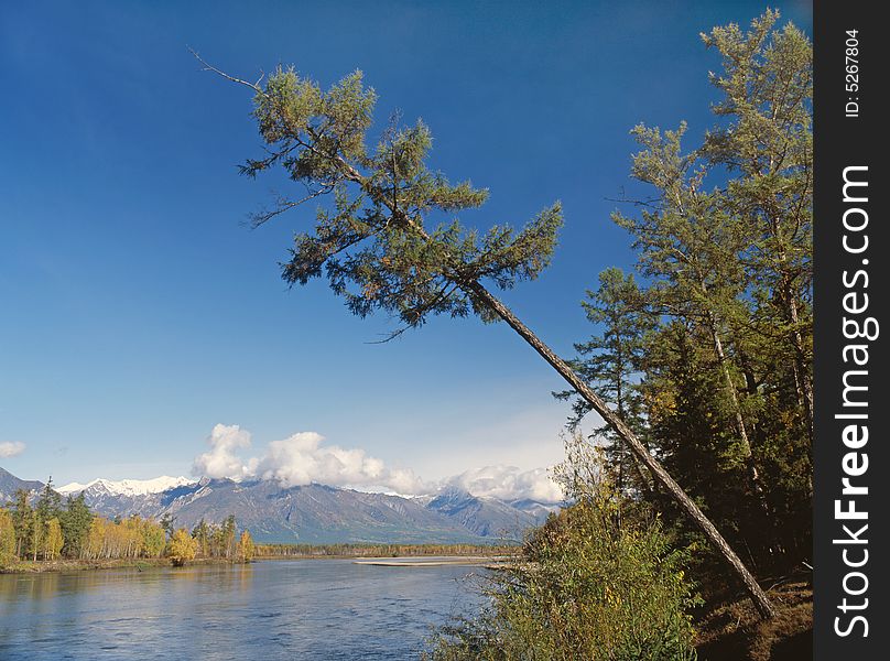 Lonely pine on coast of the river. Lonely pine on coast of the river.