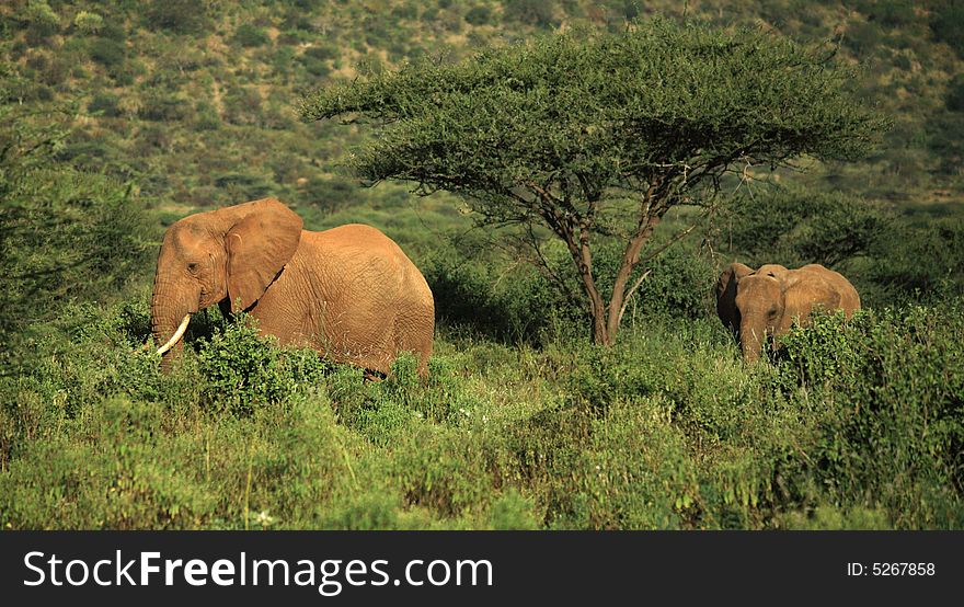 Two elephants walking through the grass in Kenya Africa