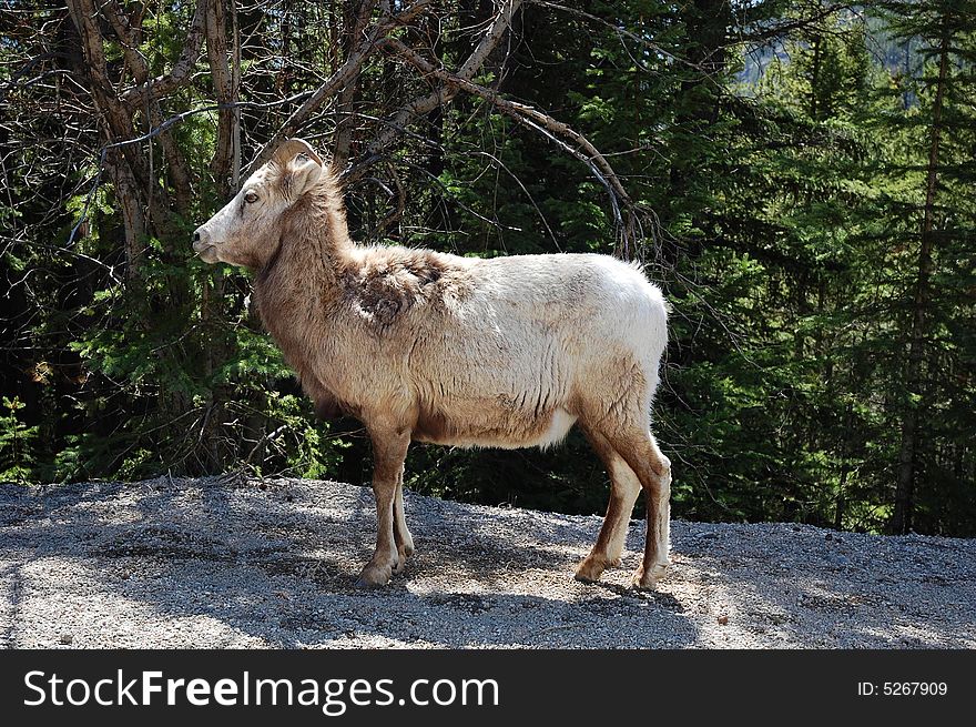 A goat resting beside a local road in banff national park, alberta, canada. A goat resting beside a local road in banff national park, alberta, canada