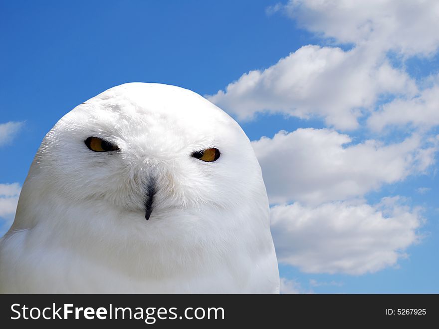 Close-up of white snowy owl against cloudy sky