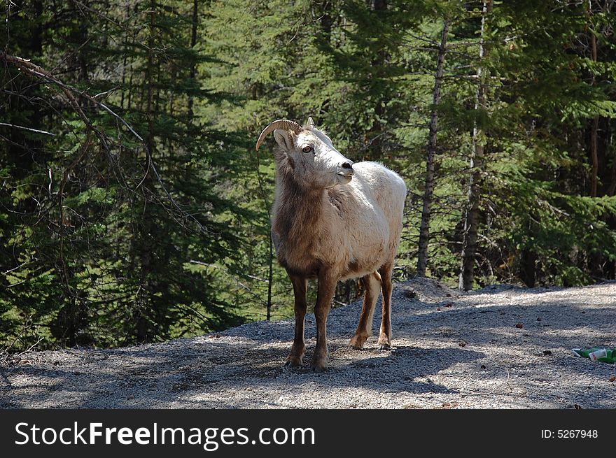 A goat resting beside a local road in banff national park, alberta, canada. A goat resting beside a local road in banff national park, alberta, canada