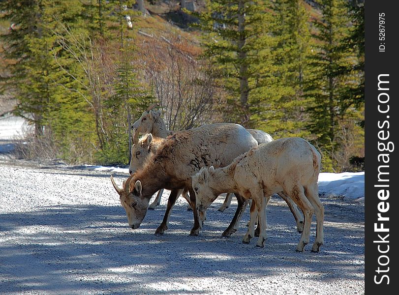 A group of mountain goats eating beside a local road in banff national park, alberta, canada