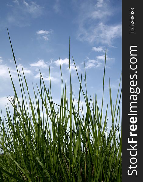 Green fresh grass against clear blue sky