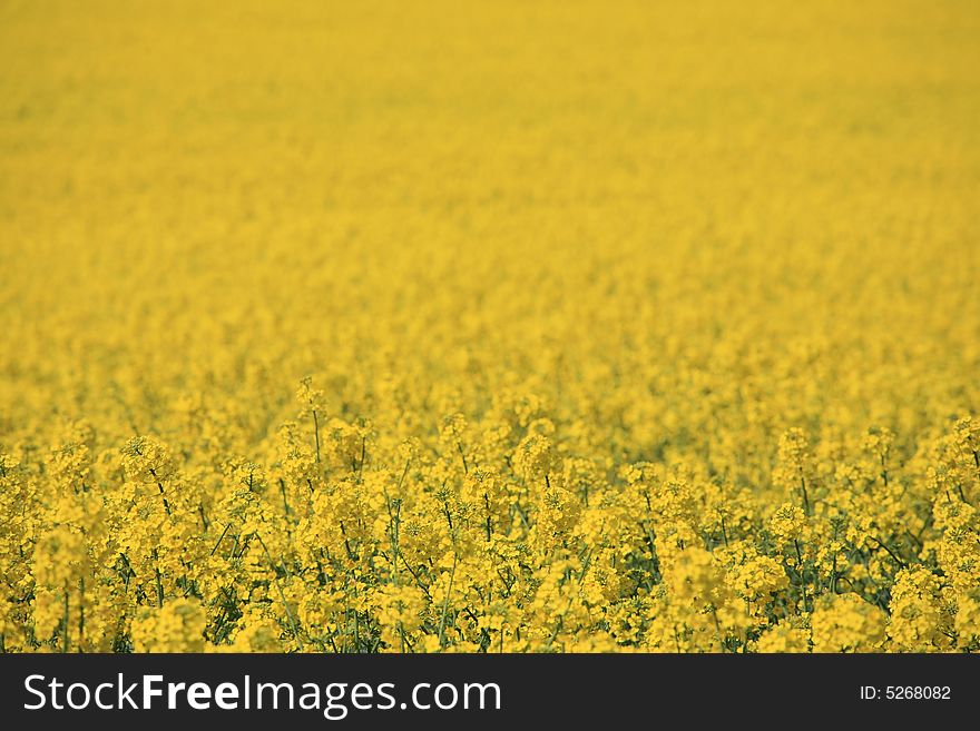 Structure of the field with yellow plant of colza. Structure of the field with yellow plant of colza.