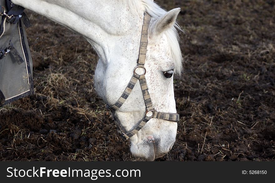 Beautiful white horse having a great snack