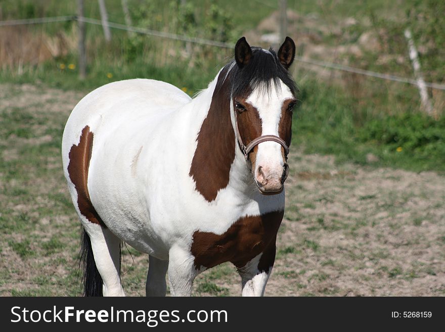 Beautiful white brown horse relaxing in the pasture. Beautiful white brown horse relaxing in the pasture