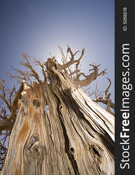 Bristlecone Pine Tree In Bryce Canyon