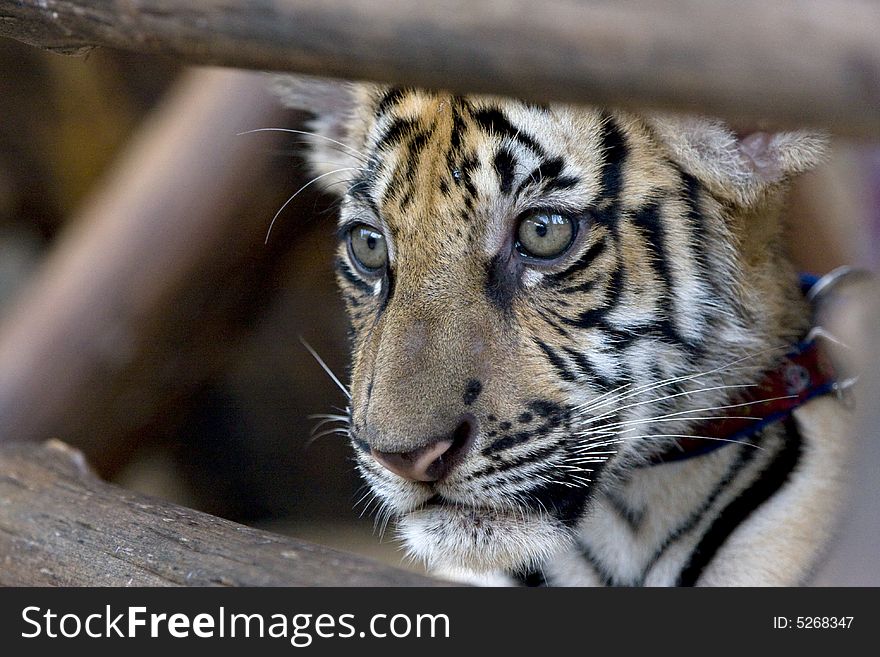 Cute little sumatran tiger cub behind wooden fence
