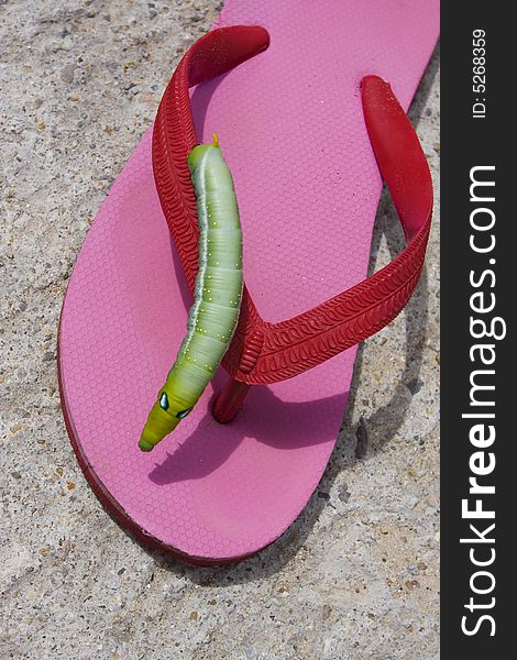 Green hornworm crawling on pink flip flops