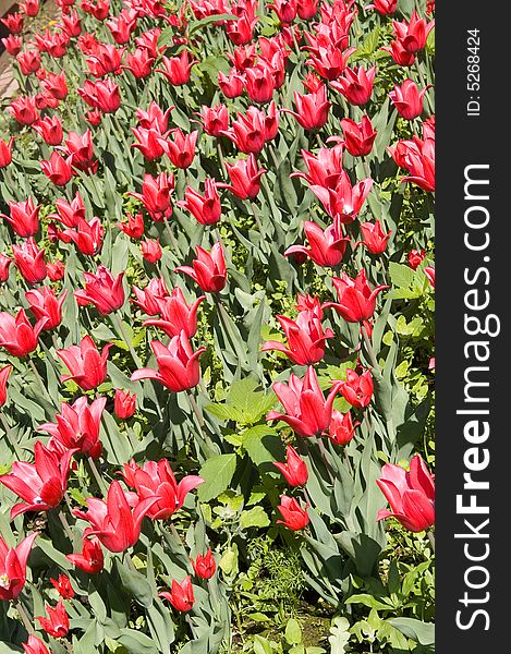 Red tulip field (red and green summer background)
