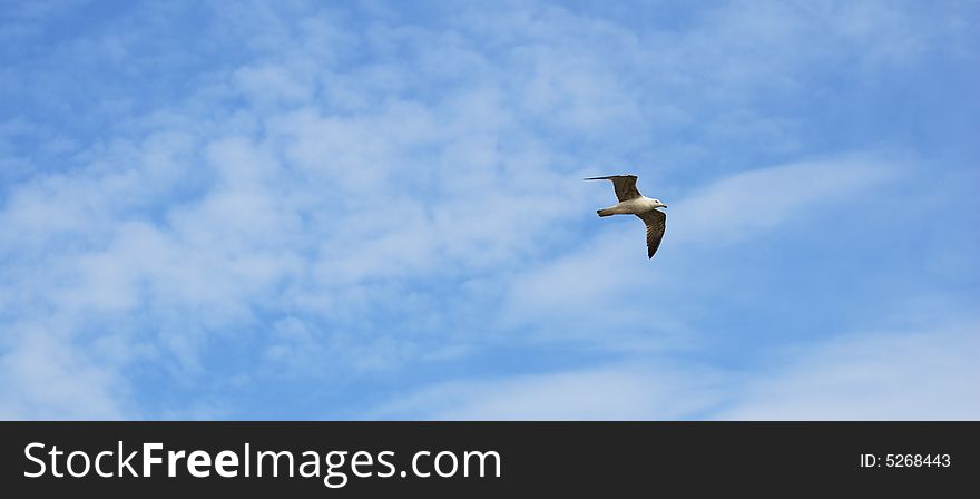 Gull flying in the sicilian sky. Gull flying in the sicilian sky