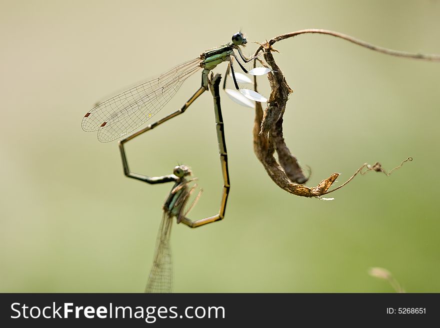 Colourful copulating damselflies in sun light