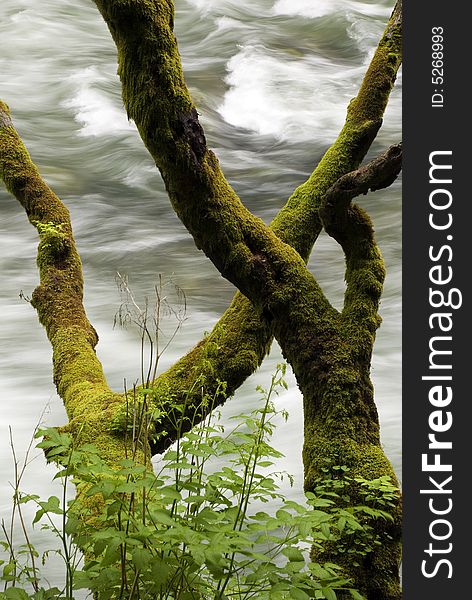 Tree trunk with moss and river in background