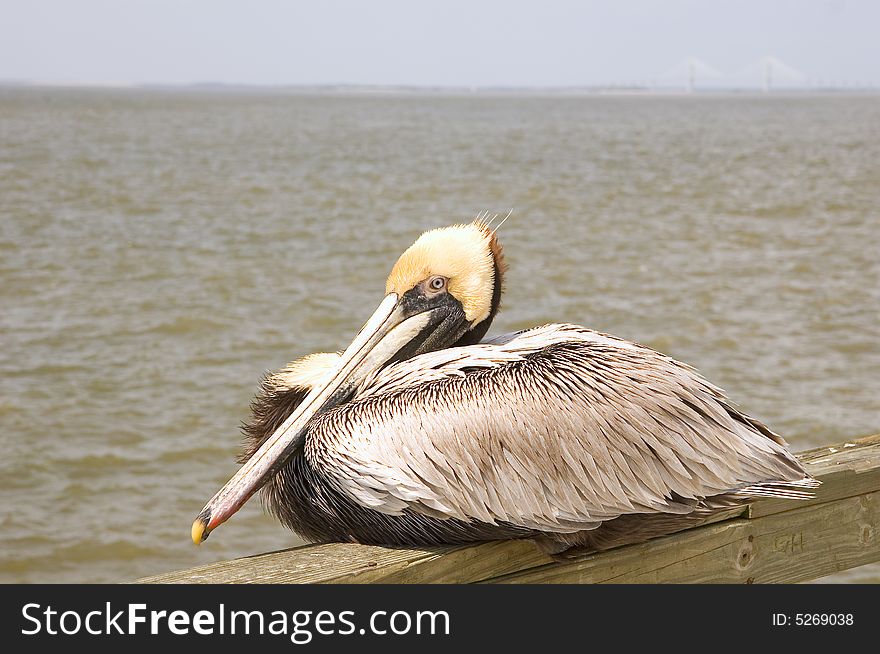 Pelican On Pier