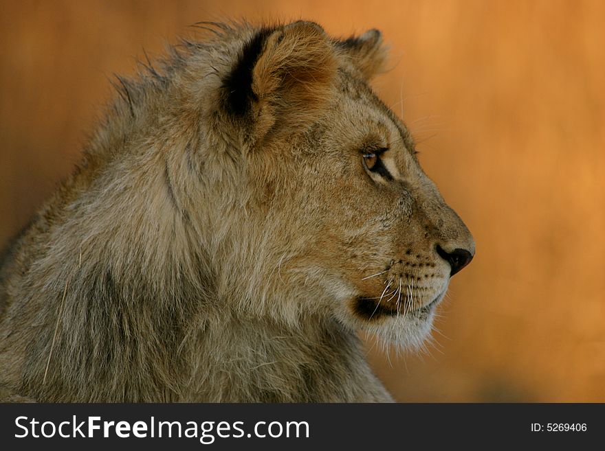 A young male African lion. A young male African lion