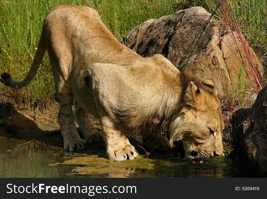 A young male lion comes to a waterhole to drink. A young male lion comes to a waterhole to drink