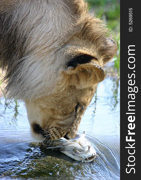 A young African lion finds a fish. A young African lion finds a fish