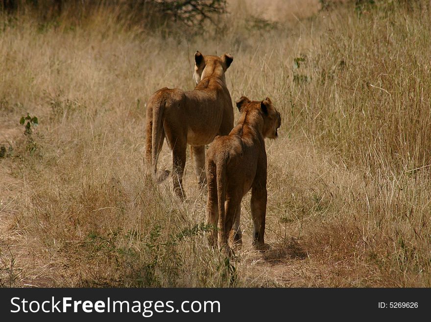 Two young female african lions. Two young female african lions