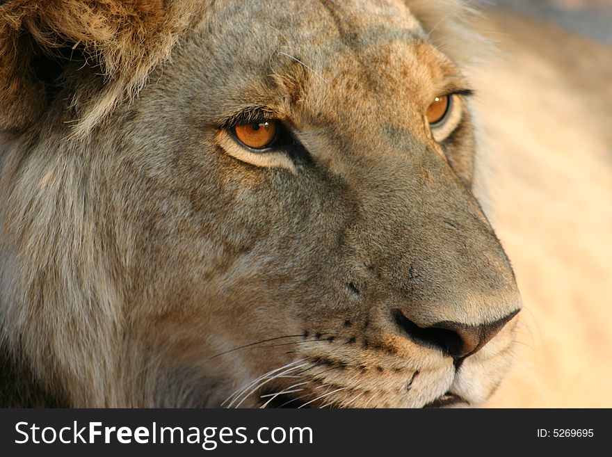 A young male African lion