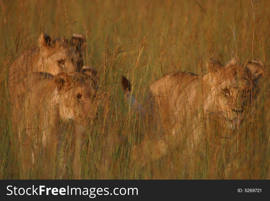 Three young lions hunt walking in the long grass. Three young lions hunt walking in the long grass