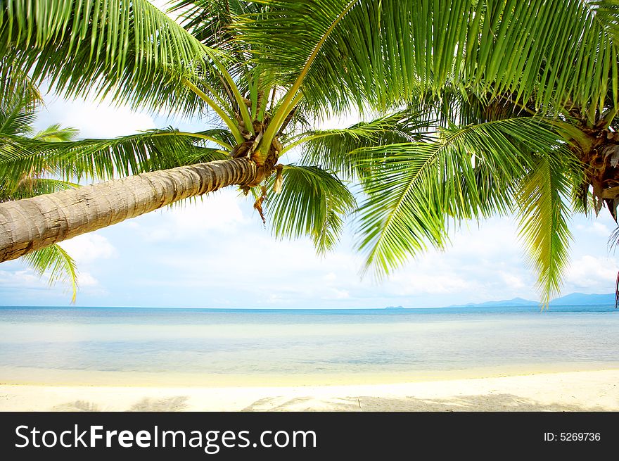 View of nice tropical empty sandy beach with some palm. View of nice tropical empty sandy beach with some palm