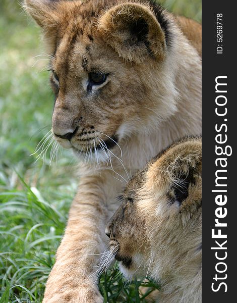 Two african lion cubs.  One male, one female