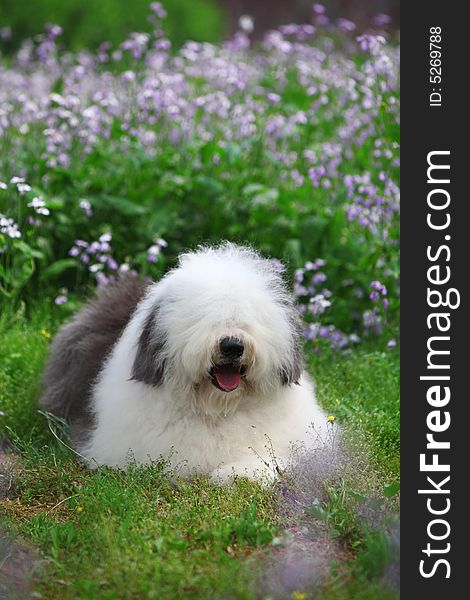 A beautiful english old sheepdog,outdoors