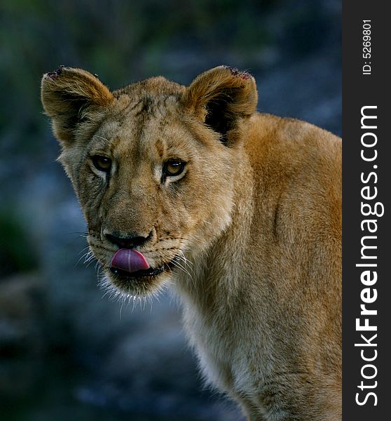 A young female african lion licks her lips. A young female african lion licks her lips