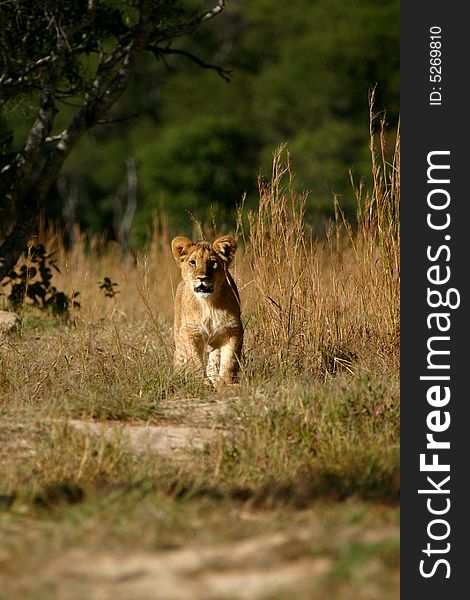 A female African Lion Cub