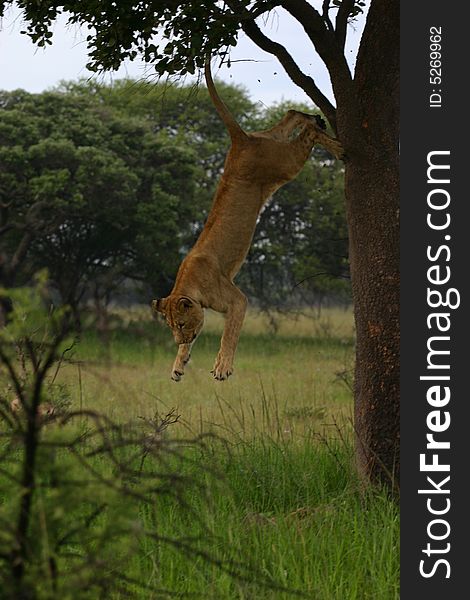 Female african lion jumps from a tree. Female african lion jumps from a tree