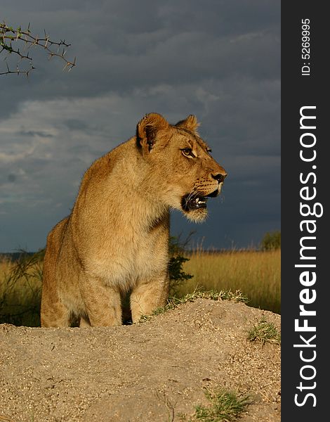 A young female African Lion looks out across the savannah under a stormy sky. A young female African Lion looks out across the savannah under a stormy sky