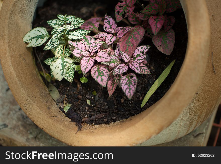 Some variegated green and pink plants growing in a skew clay pot. Some variegated green and pink plants growing in a skew clay pot