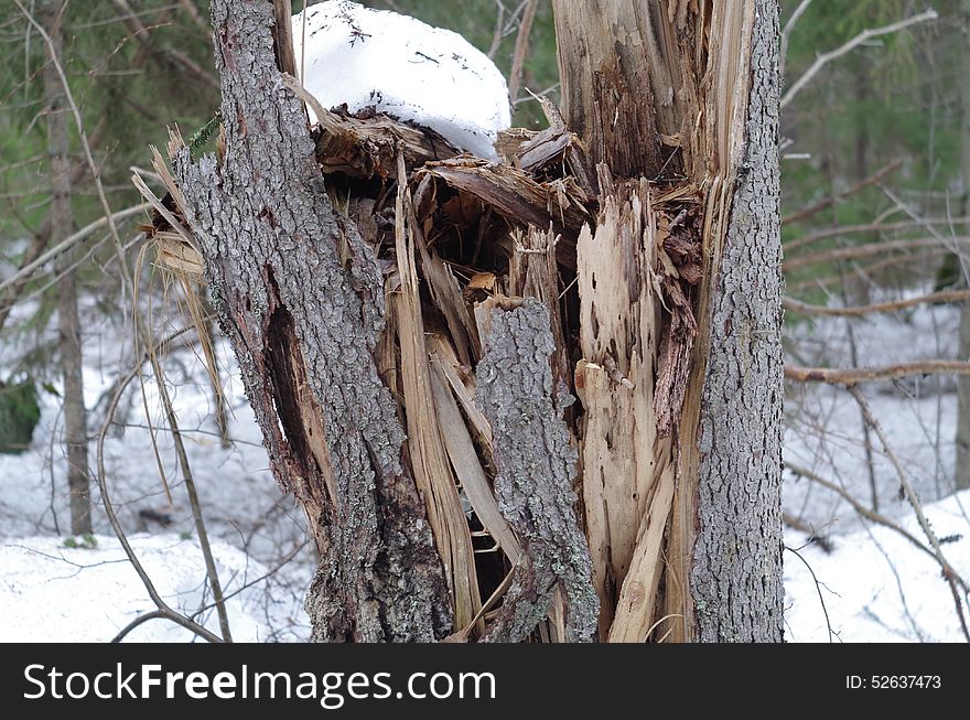 Broken Fir Tree In Winter Forest