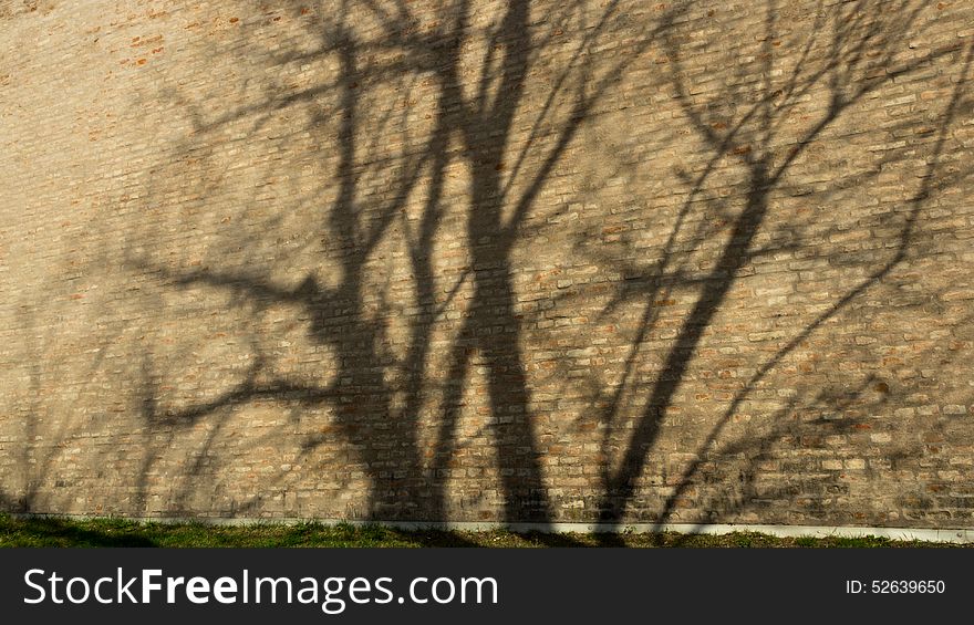 A shadow tree mirrored on the reddish brick wall and a visible green line of grass beneath. A shadow tree mirrored on the reddish brick wall and a visible green line of grass beneath.
