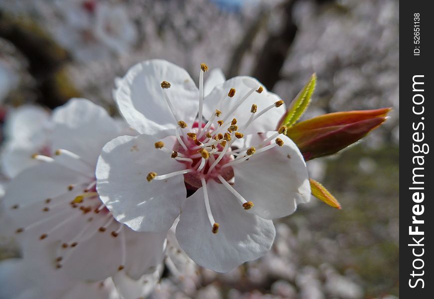 Prunus armeniaca is a small tree, 8â€“12 m (26â€“39 ft) tall, with a trunk up to 40 cm (16 in) in diameter and a dense, spreading canopy. The leaves are ovate, 5â€“9 cm (2.0â€“3.5 in) long and 4â€“8 cm (1.6â€“3.1 in) wide, with a rounded base, a pointed tip and a finely serrated margin. The flowers are 2â€“4.5 cm (0.8â€“1.8 in) in diameter, with five white to pinkish petals; they are produced singly or in pairs in early spring before the leaves. The fruit is a drupe similar to a small peach, 1.5â€“2.5 cm (0.6â€“1.0 in) diameter (larger in some modern cultivars), from yellow to orange, often tinged red on the side most exposed to the sun; its surface can be smooth (botanically described as: glabrous) or velvety with very short hairs (botanically: pubescent). Prunus armeniaca is a small tree, 8â€“12 m (26â€“39 ft) tall, with a trunk up to 40 cm (16 in) in diameter and a dense, spreading canopy. The leaves are ovate, 5â€“9 cm (2.0â€“3.5 in) long and 4â€“8 cm (1.6â€“3.1 in) wide, with a rounded base, a pointed tip and a finely serrated margin. The flowers are 2â€“4.5 cm (0.8â€“1.8 in) in diameter, with five white to pinkish petals; they are produced singly or in pairs in early spring before the leaves. The fruit is a drupe similar to a small peach, 1.5â€“2.5 cm (0.6â€“1.0 in) diameter (larger in some modern cultivars), from yellow to orange, often tinged red on the side most exposed to the sun; its surface can be smooth (botanically described as: glabrous) or velvety with very short hairs (botanically: pubescent).