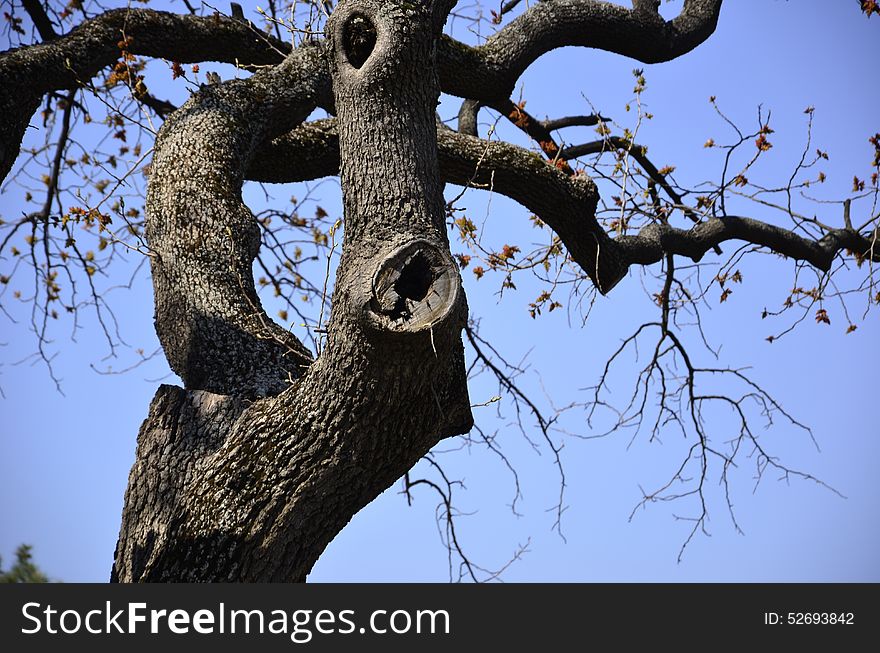 Hackberry tree trunk and its branches laden with blossoms. Hackberry tree trunk and its branches laden with blossoms