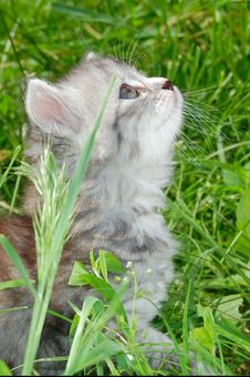 Hunting Kitten Royalty Free Stock Photos