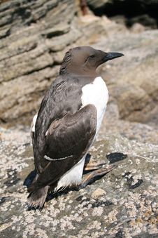 Guillemot Resting Royalty Free Stock Photography Guillemot Resting Royalty Free Stock Photography