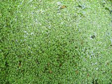 Duckweed Royalty Free Stock Images