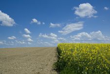Rapeseed Field And Ploughed Field Royalty Free Stock Photos Rapeseed Field And Ploughed Field Royalty Free Stock Photos