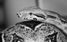 Boa Constrictor Stock Photography Boa Constrictor Stock Photography