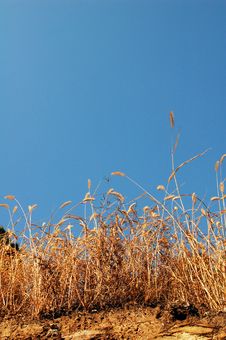 Grass In Autumn Royalty Free Stock Photo Grass In Autumn Royalty Free Stock Photo