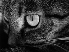 Cat Stock Images Cat Stock Images