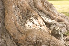 Gnarled Old Oak Roots Royalty Free Stock Image Gnarled Old Oak Roots Royalty Free Stock Image
